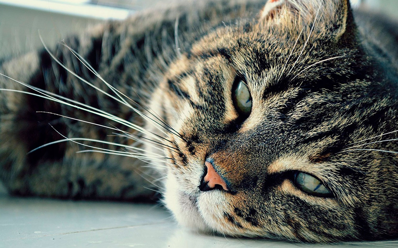Opțiunile de tratament pentru hipertiroidism la pisici
